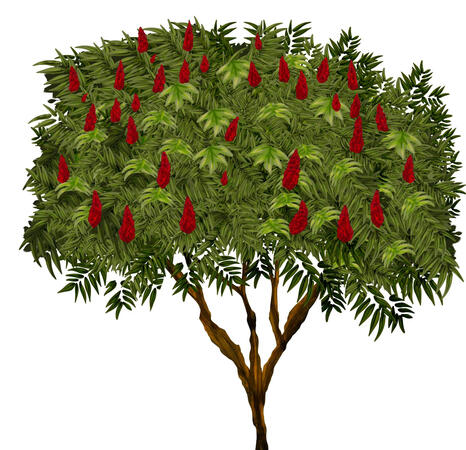 Staghorn
