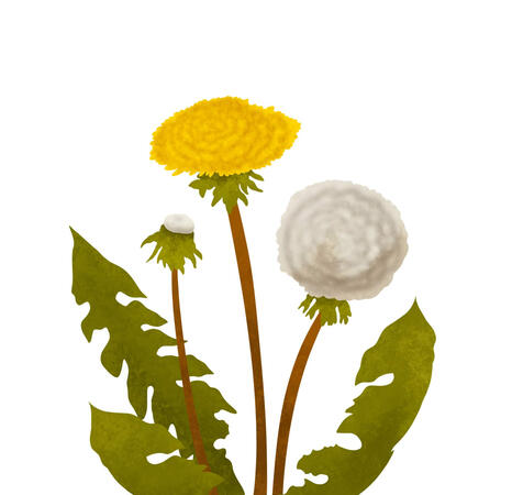 Dandelion Dandelion