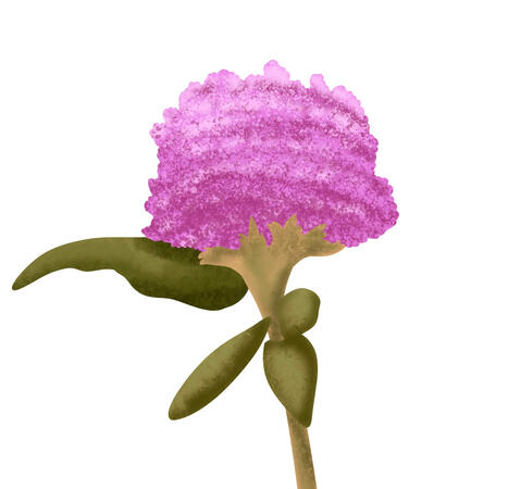 Clover Clover