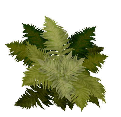 Fern Fern