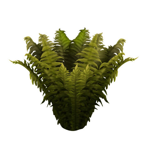 Fern 2